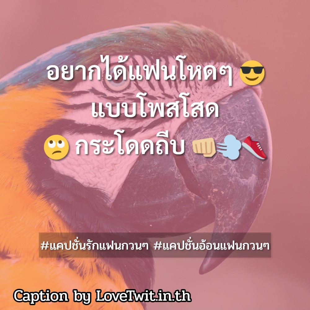 💐 แคปชั่นรักแฟนกวนๆ แคปชั่นคลั่งรักแฟน จาก Facebook