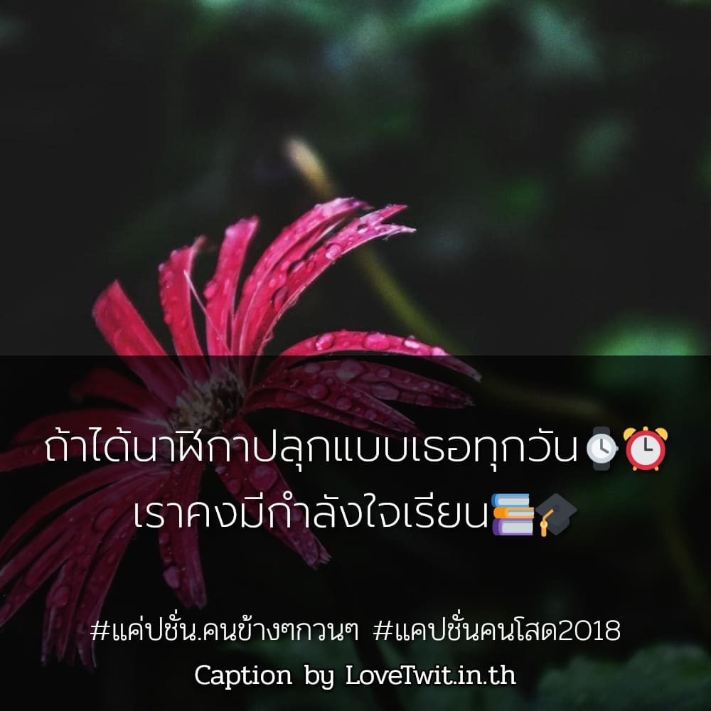 👈 คำคมแค่ปชั่นโสดก็ดี จากชาวทวิตเตอร์ เซฟให้ไว!